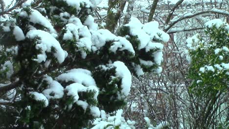 Starker-Schneefall-Während-Eines-Schneesturms-Im-März,-Der-Den-Farnbaum-In-Einem-Englischen-Garten-Bedeckt