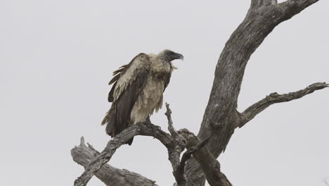 White-backed-vulture--perched-in-a-dead-tree