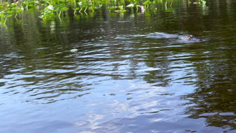 Alligator-In-Den-Everglades-Nähert-Sich-Dem-Fotografen