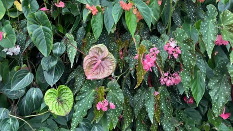 Blühender-Blick-Auf-Rosa-Begonienblüten-Mit-Grünen-Blättern-Im-Hintergrund