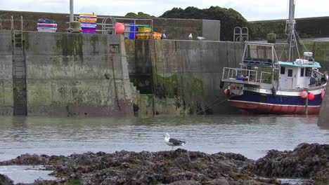 Seagulls-and-fishing-boats-at-Boatstrand-Copper-Coast-Waterford-Ireland