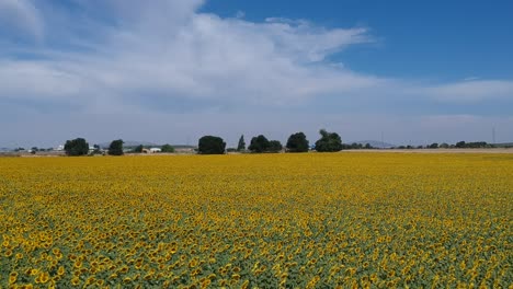 Flug-über-Sonnenblumenfelder-Vor-Blauem-Himmel