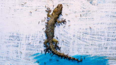 Dead-gecko-surrounded-by-scavenging-ants,-circle-of-life-concept