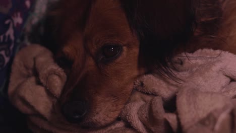 Adorable-Long-Haired-Dachshund-Corgi-Dog-Slowly-Drifts-To-Sleep-In-Her-Dog-Bed