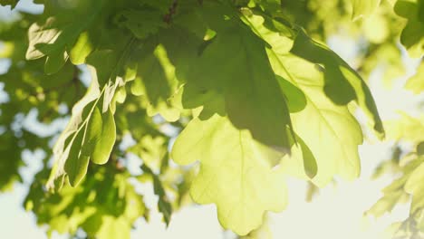 Closeup-macro-shot-of-green-and-yellow-oak-tree-leaves,-backlit-with-beautiful-sunlight