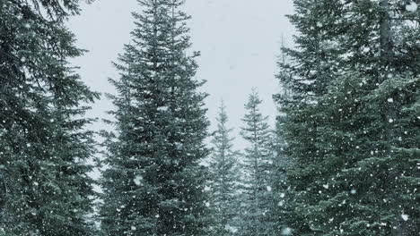 Peaceful-winter-forest-nature-scene-with-snowflakes-falling