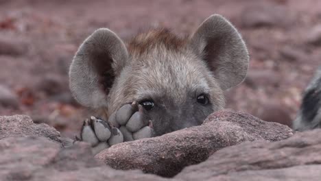 Closeup-of-a-cute-spotted-hyena-cub's-face-peeping-over-a-rock,-Mashatu-Botswana