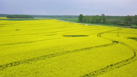 Aerial-flyover-blooming-rapeseed-field,-flying-over-lush-yellow-canola-flowers,-idyllic-farmer-landscape,-overcast-day,-wide-drone-shot-moving-backward