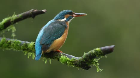 Close-up-shot-of-a-Kingfisher-eating-a-fish-while-sitting-on-a-moss-covered-branch,-slow-motion