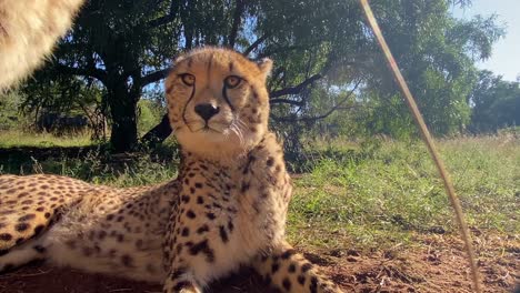 Close-up-of-cheetah-relaxing-on-hot-sunny-day-in-pure-nature-at-safari-park