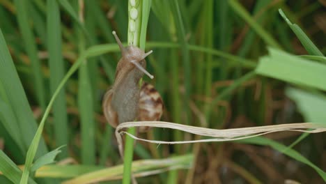 Close-up-to-Apple-snail-moving-on-rice-field