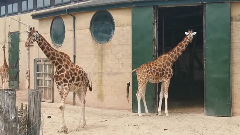 Giraffes-in-an-animal-park-in-Marwell-Zoo