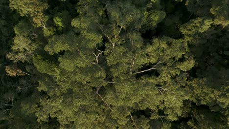 Drohne-Steigt-Durch-Baumkronen-Im-Regenwald-Im-Amazonasgebiet-Von-Ecuador-Auf