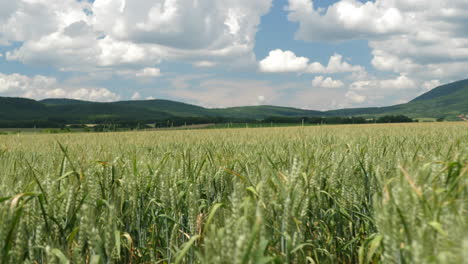 Wheat-field-in-summer-in-the-mountains-on-the-background-of-the-sky-with-clouds