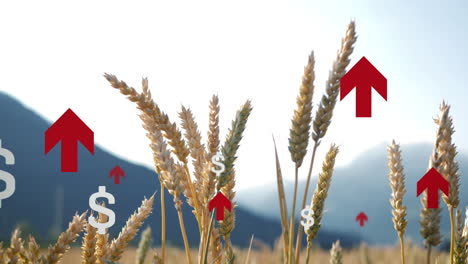 Steigende-Preise-Für-Weizengetreideprodukte-Auf-Dem-Weltmarkt