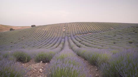 Weitwinkelaufnahme-Von-Lavendelfeldblumen,-Die-Sich-Im-Wind-In-Cuenca,-Spanien,-Während-Eines-Wunderschönen-Sonnenuntergangs-Mit-Sanftem-Licht-Wiegen