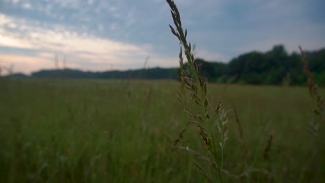 Tall-Grass-In-A-Field-Moving-In-The-Calm-Breeze
