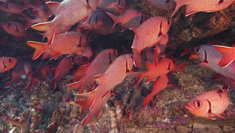 Group-of-red-soldier-fish-on-y-colorful-coral-reef-in-crystal-clear-water-of-the-pacific-ocean,-French-Polynesia