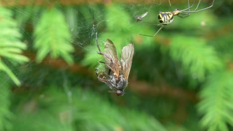 Close-Up-Of-A-Dead-Fly-Entangled-In-A-Spiders-Web,-Spider-Nearby