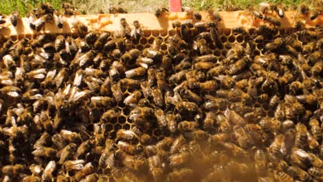 Top-to-down-slider-shot-of-bees-working-on-a-beehive
