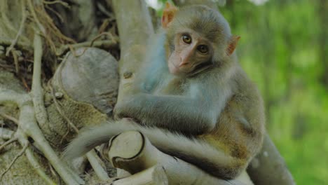 A-close-up-shot-of-a-bored-monkey-sitting-on-a-tree-branch-and-staring-at-the-camera