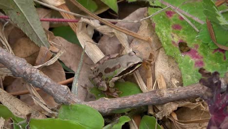 A-frog-of-the-genus-Hyla-in-the-grass-of-Mexican-lands