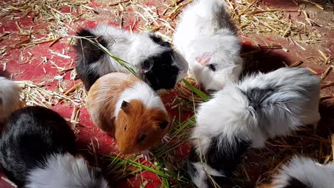 Abyssinian-Guinea-Pigs-feeding-on-hay-and-grass-in-a-farm-barn