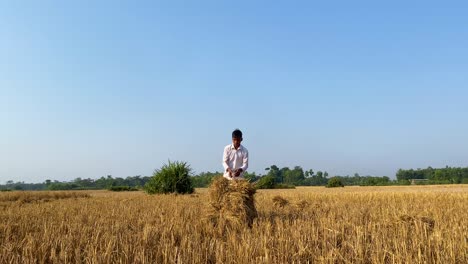 Farmer-in-white-clothes-harvest-dry-paddy-on-a-yellow-field-in-Bangladesh