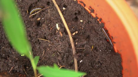 Worms-or-centipedes-on-the-dirt-of-a-pot