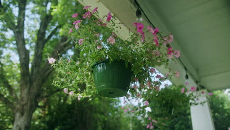 Pink-pansies-in-a-hanging-planter-on-a-porch