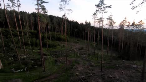 Drone-shot-through-a-forest-after-a-broken-beetle-infestation
