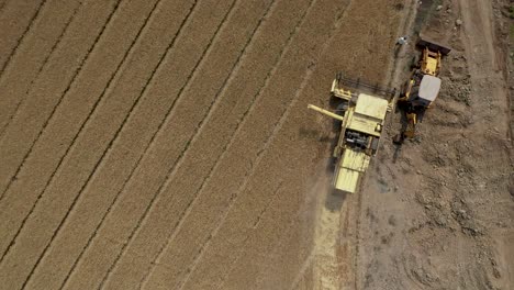 Aerial-drone-top-down-shot-over-agricultural-farm-combine-harvester-busy-harvesting-wheat-grain-on-industrial-wheat-field-on-a-sunny-day