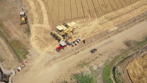 Aerial-drone-rotating-shot-over-agricultural-machines-working-on-dry-dusty-wheat-field-collecting-grains-on-hot-summer-day