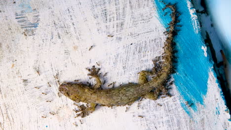Lebloser-Gecko,-Der-Von-Fressenden-Ameisen-Gejagt-Wird-–-Draufsicht