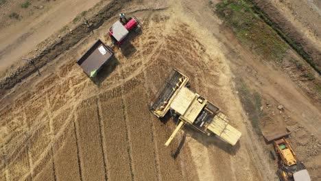 Aerial-drone-top-down-shot-of-an-agricultural-farm-combine-harvester-collecting-wheat-from-industrial-wheat-field-on-a-sunny-day