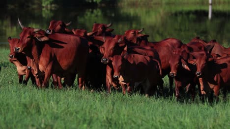 Herd-of-Brown-Zebu-Cows-Herded-By-Farmer-Cowboy-Horseback-Riding