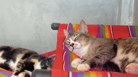Two-sleeping-shelter-cats