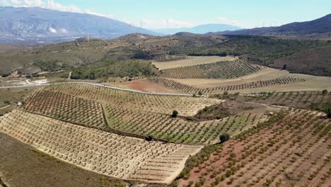 Aerial-view-of-fields-of-olive-in-Spain