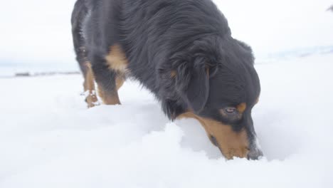 Australian-Shepherd-Dog-Eating-Snow-in-Slow-Motion,-120-fps
