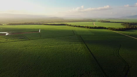 Drone-circling-high-over-endless-sugarcane-fields-with-warm-sunset-to-left-of-frame