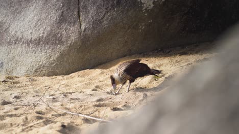 Großer-Greifvogel,-Der-Am-Strand-Füttert