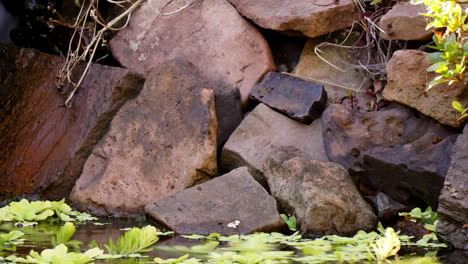 Timelapsed-pan-across-pond-with-swirling-plants,-rocks-and-koi-fish-streaking-through-water