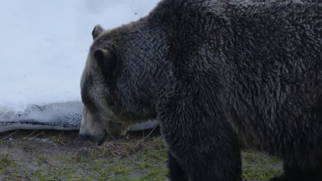 Close-up-of-a-large,-brown-grizzly-bear-as-he-walks-around-on-a-cold,-winter's-day