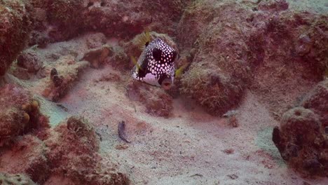 Spotted-Boxfish-comes-forward
