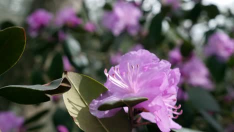 El-Viento-Sopla-Pjm-Rhododendron-En-Los-Terrenos-De-Biltmore-House-En-Primavera
