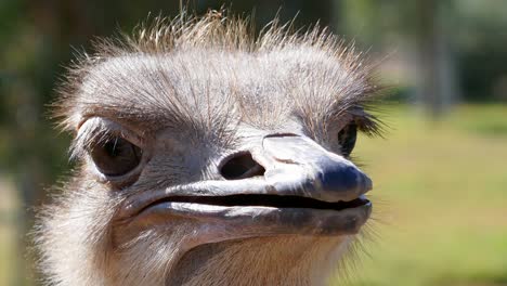 Closeup-of-an-ostrich-at-the-zoo