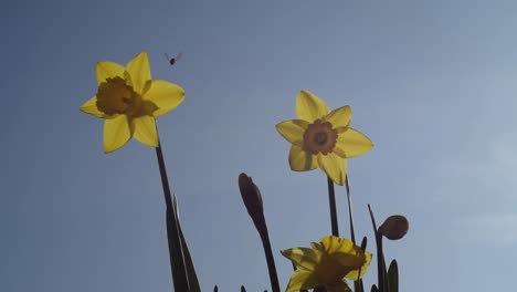 Daffodil-against-a-blue-sky-with-insect-visiting-slow-motion