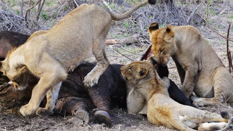 Junge-Löwen,-Die-Sich-Von-Einem-Afrikanischen-Büffel-Ernähren,-Töten