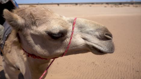 Profil-Slomo-Eines-Afrikanischen-Kamels,-Das-Im-Namibischen-Sand-Steht-Und-In-Die-Ferne-Blickt