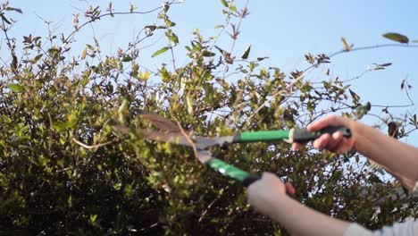Cutting-the-hedges-with-hand-shears